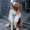 Sunshower Dog Harness