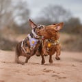 Sunshower Dog Harness
