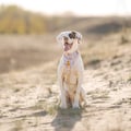 Sunshower Dog Harness
