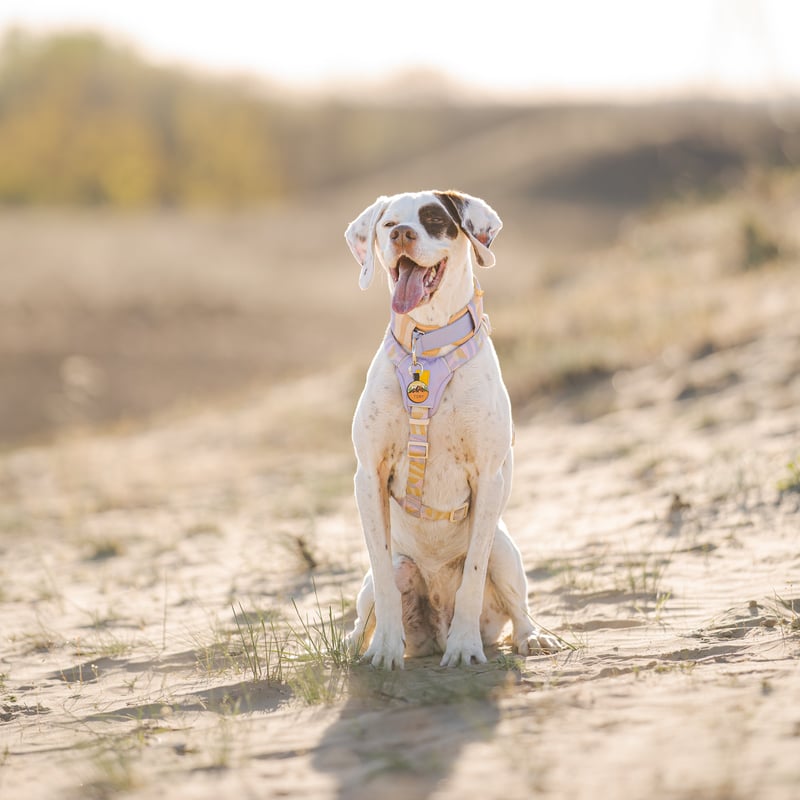 Sunshower Dog Harness