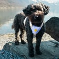 Sunshower Dog Harness