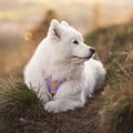 Sunshower Dog Harness