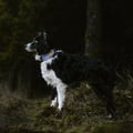 Alpha 360 Dog Collar Lavender