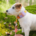 Alpha 360 Dog Collar Lavender