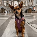Alpha 360 Dog Harness Mauve Mix