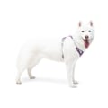 Alpha 360 Dog Harness Mauve Mix