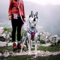 Alpha 360 Dog Harness Mauve Mix