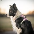 Alpha 360 Dog Harness Mauve Mix