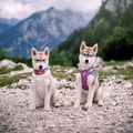 Alpha 360 Dog Collar Mauve Mix