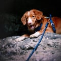 Rope Dog Leash Deep Teal