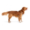 Alpha 360 Dog Harness Glacier Green Mix