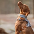 Alpha 360 Dog Harness Glacier Green Mix