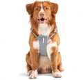 Alpha 360 Dog Harness Glacier Green Mix