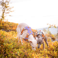 Alpha 360 Dog Harness Glacier Green Mix