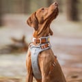 Alpha 360 Dog Harness Glacier Green Mix