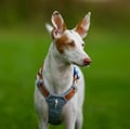 Alpha 360 Dog Harness Glacier Green Mix
