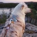 Alpha 360 Dog Harness Glacier Green Mix