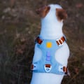 Alpha 360 Dog Harness Glacier Green Mix