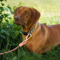 Rope Dog Leash Thin Salmon Pink Outlet
