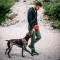 Color Block Multi-Use Dog Leash Lime Mix