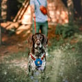 Color Block Dog Harness Lime Mix