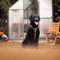 Sea To Summit Dog Harness