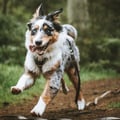 Sea To Summit Dog Harness