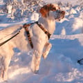 Sea To Summit Dog Harness