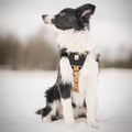 Sea To Summit Dog Harness