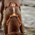 Roam Dog Harness Terracotta