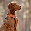 Roam Dog Harness Terracotta