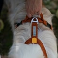Roam Dog Harness Terracotta