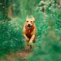 Roam Dog Harness Terracotta