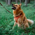 Roam Dog Harness Terracotta