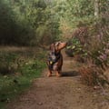 Wild Tundra Harness Black / Graphite