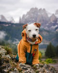 Image 3 of Boss Hund