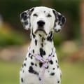 Retriever Leash Lavender