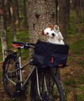 Image 5 of Boss Hund