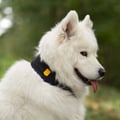 Alpha 360 Hundehalsband Schwarz