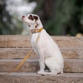 Cloudbeam Soft Martingale Collar