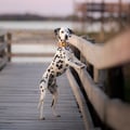 Cloudbeam Soft Martingale Collar