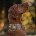 Cloudbeam Soft Martingale Collar