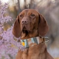 Cloudbeam Soft Martingale Collar