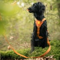 Wild Tundra Leash Terracotta / Clay