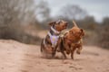 Image 1 of Jack, April, Maple & Bramble