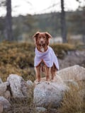 Dog wearing a lavender fleece pullover standing on a rock in a forest.