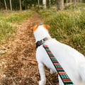 Woodland Dog Leash
