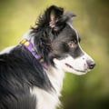Northern Lights Dog Collar