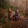 Northern Lights Dog Collar