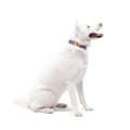 Northern Lights Dog Collar